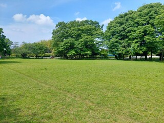 新緑の季節の芝生広場