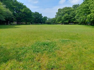 新緑の季節の芝生広場