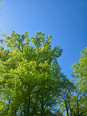 Obraz premium Scenic Park Landscapes on a Sunny Day