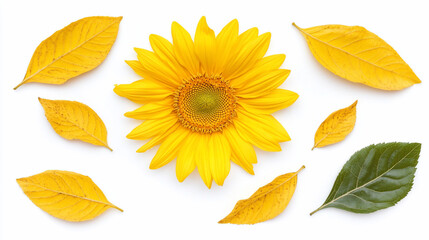 Sunflower and autumn leaves