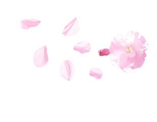Naklejka premium Blurred Pink Petals on Pastel Background of Blooming Cherry Tree – Soft Spring Scene PNG