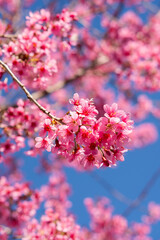 pink cherry blossoms