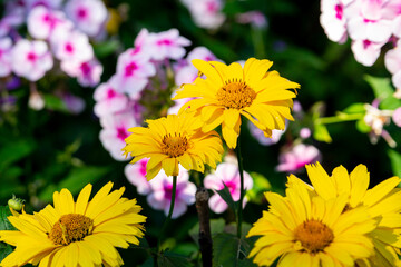 Heliopsis (ox-eye or oxeye) blooming among pink phlox in the summer garden. Closeup