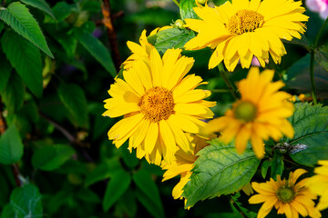 Blooming heliopsis in the summer garden