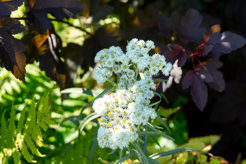 Western pearly everlasting (Anaphalis margaritacea) in the summer garden.  Close up