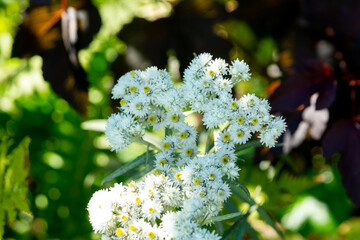Western pearly everlasting (Anaphalis margaritacea) in the summer garden.  Close up