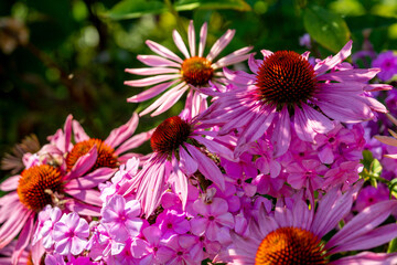 Echinacea purpurea (eastern purple coneflower) blooming among pink phlox in the summer garden. Closeup