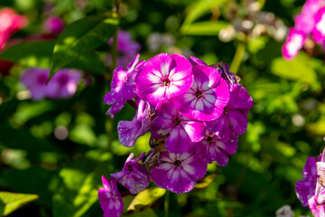 Fototapeta premium Blooming magenta phlox in the summer garden