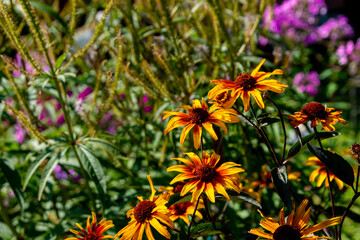 Blooming rudbeckia (coneflowers, black-eyed-susans) in the summer garden. Close up
