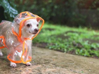 brown short hair chihuahua dog wearing rain coat hood standing  on cement floor  in the garden, looking sideway.