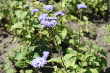 Corymbs of violet flowers of Ageratum houstonianum in July