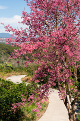 japanese cherry tree