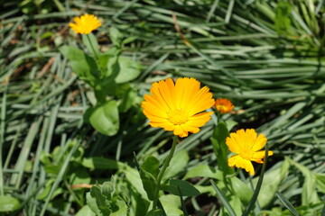 3 orange flowers of Calendula officinalis in mid June