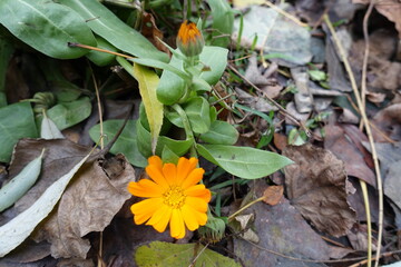 A bud and a flower of Calendula officinalis in November