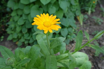 Single yellow flower of Calendula officinalis in June