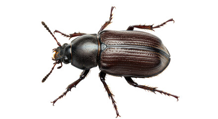 Isolated Darkling Beetle Insect Macro
