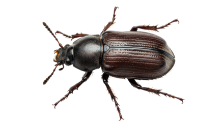 Isolated Darkling Beetle Insect Macro