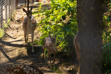 A deer and fawns in a forest and a park on a summer day