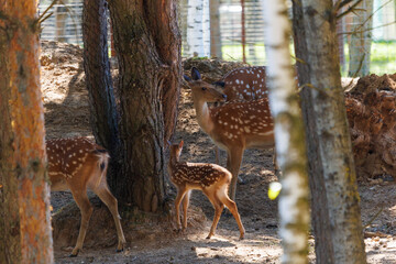A deer and fawns in a forest and a park on a summer day