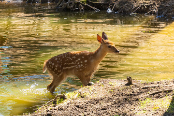 A deer and fawns in a forest in a park on a summer day