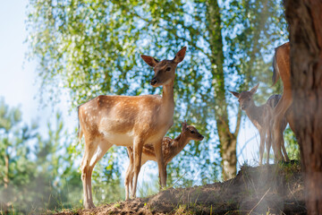 A deer and fawns in a forest in a park on a summer day