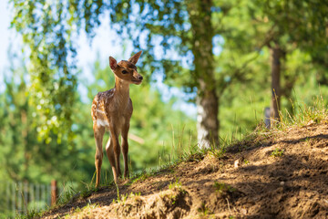 A deer and fawns in a forest and a park on a summer day