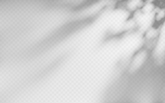 Abstract shadow overlay from foliage on a transparent background.