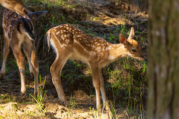 A deer and fawns in a forest in a park on a summer day