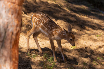 A deer and fawns in a forest and a park on a summer day