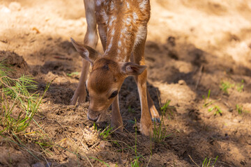 A deer and fawns in a forest and a park on a summer day