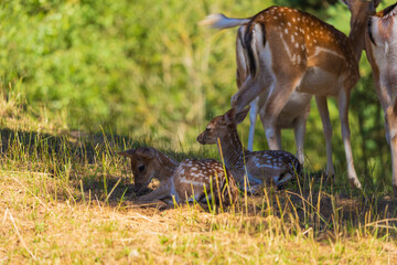 A deer and fawns in a forest and a park on a summer day