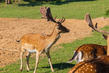 A deer and fawns in a forest and a park on a summer day