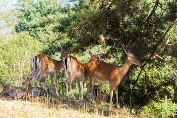 A deer and fawns in a forest and a park on a summer day