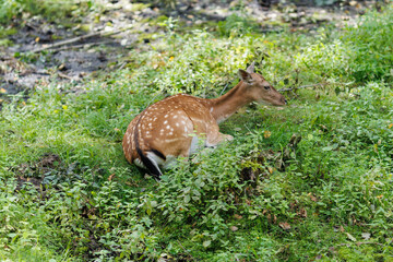 A deer and fawns in a forest and a park on a summer day