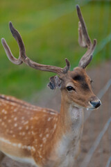 A deer and fawns behind a fence in a landscape zoo on a summer day.