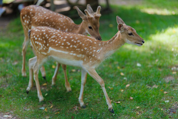 A deer and fawns in a forest and a park on a summer day