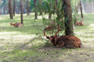 A deer and fawns in a forest and a park on a summer day