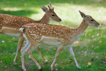 A deer and fawns behind a fence in a landscape zoo on a summer day.
