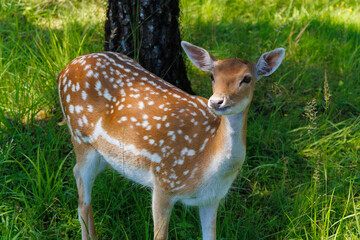 A deer and fawns in a forest and a park on a summer day