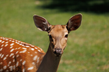 A deer and fawns in a forest and a park on a summer day