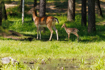A deer and fawns in a forest and a park on a summer day