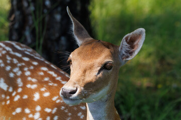A deer and fawns in a forest and a park on a summer day