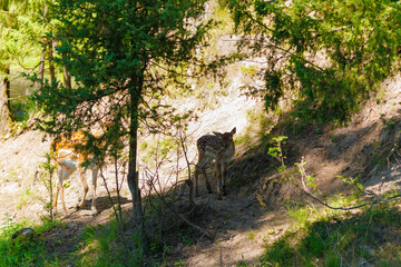 A deer and fawns in a forest and a park on a summer day