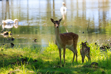 A deer and fawns in a forest and a park on a summer day