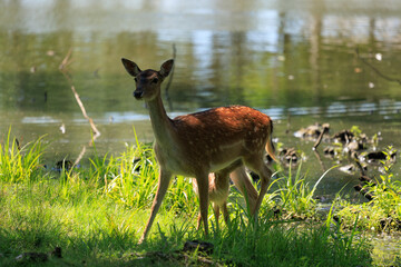 A deer and fawns in a forest and a park on a summer day