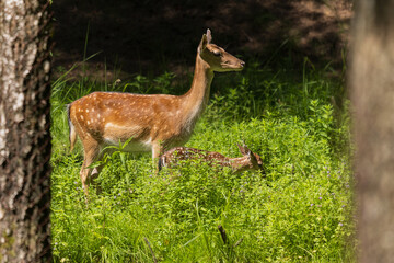 A deer and fawns in a forest and a park on a summer day