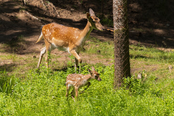 A deer and fawns in a forest and a park on a summer day