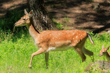 A deer and fawns in a forest and a park on a summer day