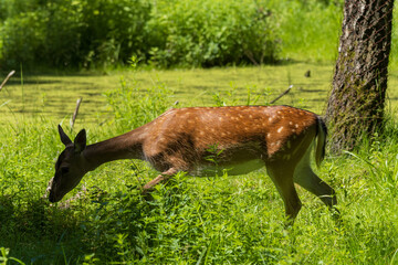 A deer and fawns in a forest and a park on a summer day