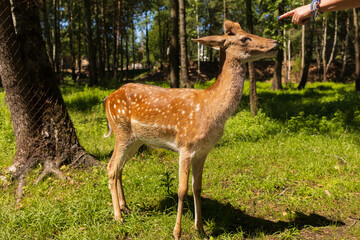 A deer and fawns in a forest and a park on a summer day